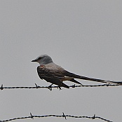 Scissor-tailed Flycatcher, Brownsville, Texas